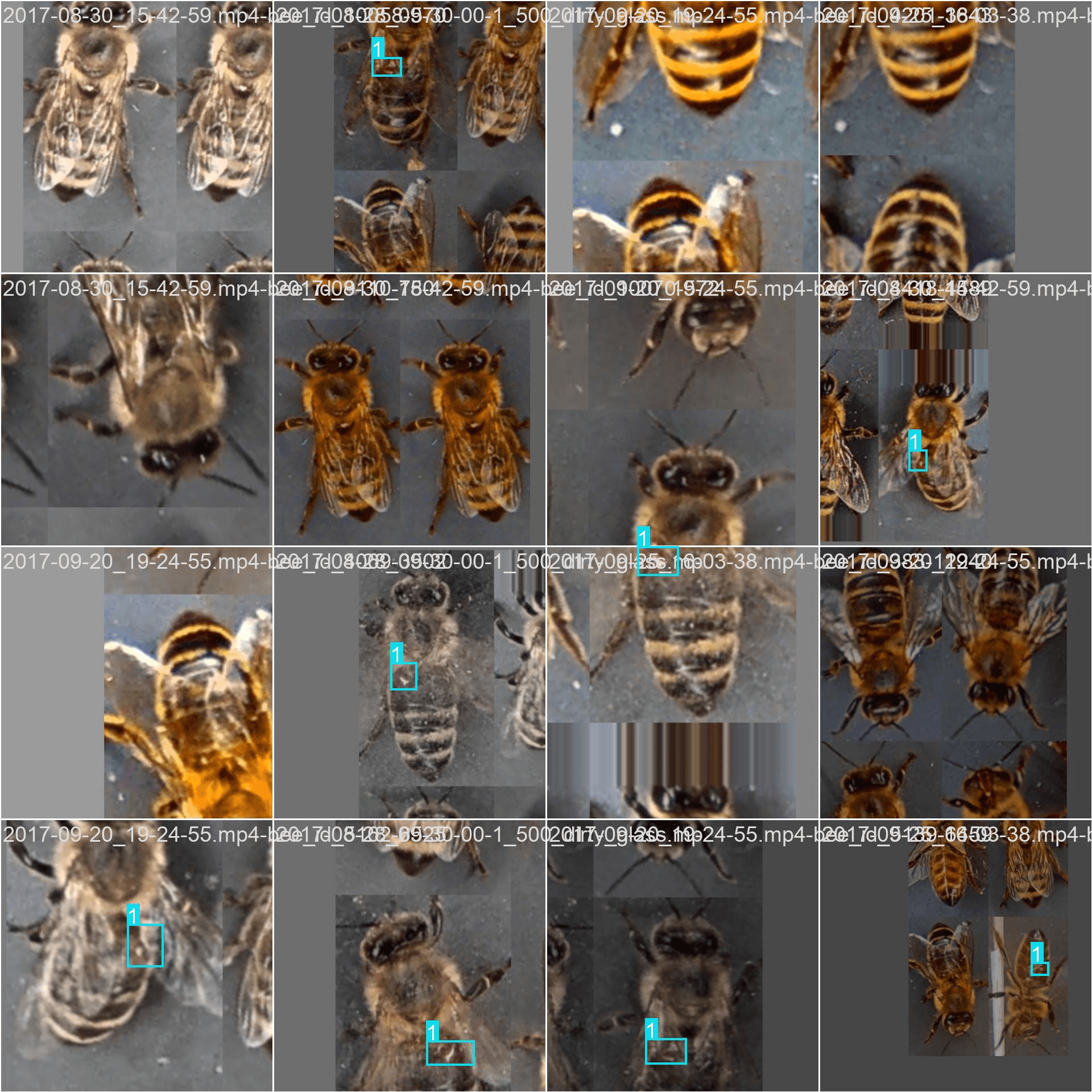 Bee Parasite Visual Detection screenshot 0