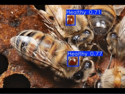 Bee Parasite Visual Detection screenshot 1
